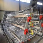 Poultry Farming 1-45 Days Broiler Equipment SGS Battery Cage System
