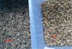 Sunflower Seeds Color Sorter Coffee Bean Wheat Rice Color Sorter