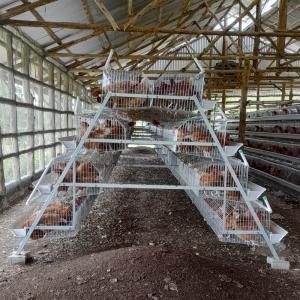 China Layer Chicken Cage Poultry Farming Equipment 96 Birds 120 Birds wholesale