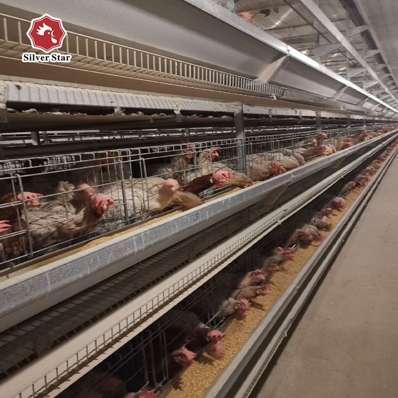 3 Tiers 4 Tiers Layer Chicken Battery Cage In Poultry Farm A Type