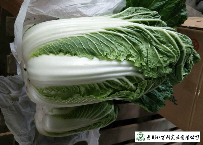 Big Size Fresh Chinese Cabbage Own Plantation Supply To Supermarket