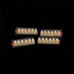 Stain Resistance Dental Artificial Teeth Acrylic Resin Incisor 2x1 Manufacturer
