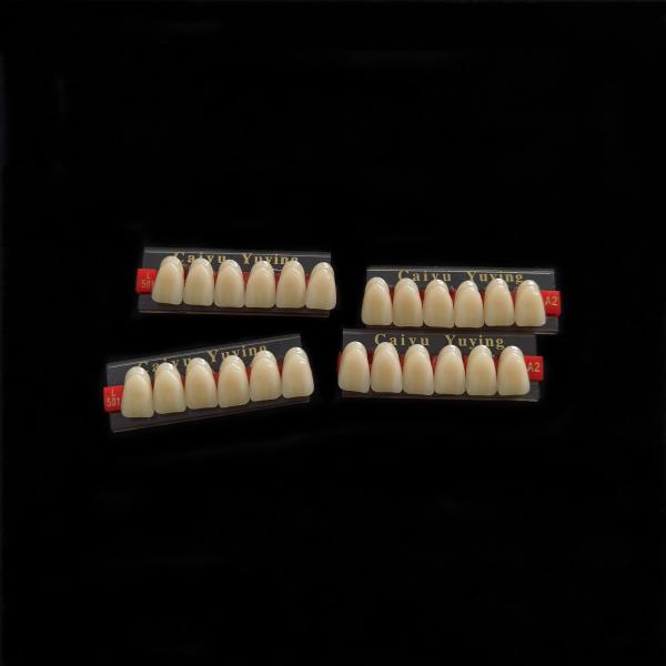 Stain Resistance Dental Artificial Teeth Acrylic Resin Incisor 2x1 Manufacturer
