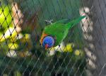 Bird 7x19 Aviary Wire Netting , Stainless Steel Ferrule Rope Mesh