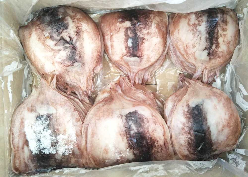 Fresh Semi Dried Squid / Seasoned Squid Body 45% - 55% Moisture