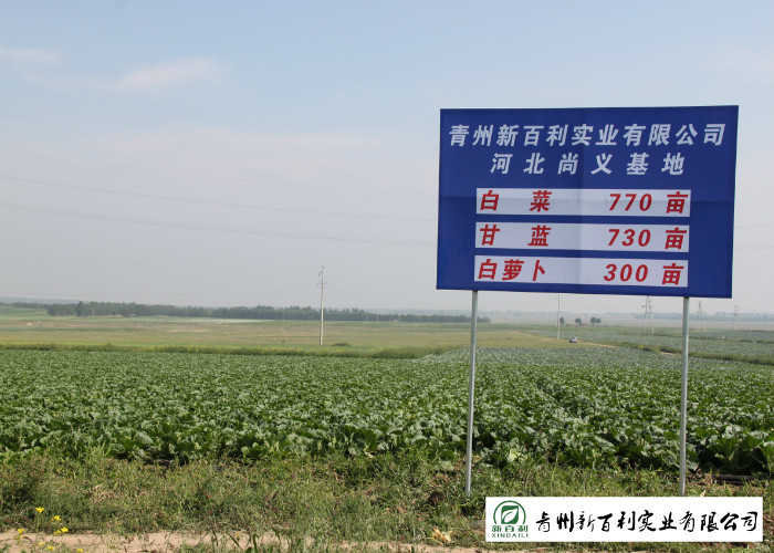 Clean Healthy Fresh Green Cabbage Own Plantation Supply To Supermarket