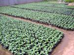 44cm Pumpkin Greenhouse Plastic Nursery Pot 10 Gallon Hydroponic Bowl