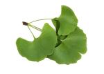 Regulate Blood Fat 24/6 Ginkgo Biloba Standardized Extract