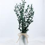 Long Lasting Dried Eucalyptus Leaves , Dried Eucalyptus Decor Eternal Life