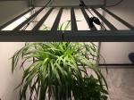 IP65 Waterproof Dimmable LED Grow Lights