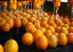 Food Industry NFC Citrus Processing Line 220v Water Saving Long Service Life