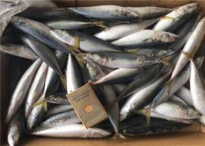 China Scomber Japonicus 9PCS 10PCS Per Kg High Protein Mackerel Frozen Sea Fish wholesale