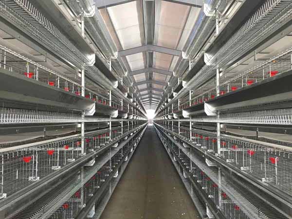 chicken cages