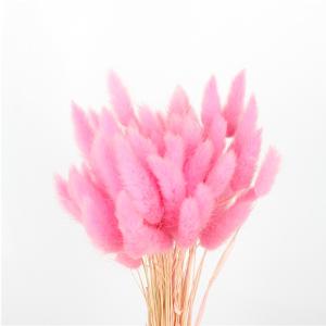 China 100% Natural Dried Rabbit Tail Grass , Pretty Dried Flowers Keep Freshness wholesale