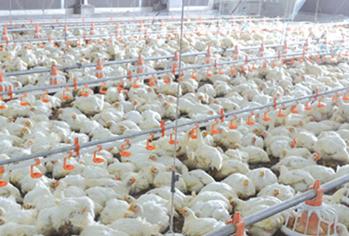66kg Galvanized Chicken Feeder
