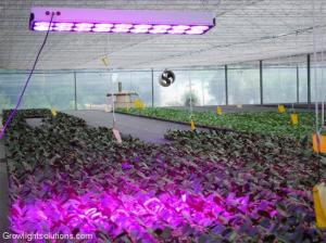 China Cidly LED 18 Grow Light Garden Light LED Plant Light 650W wholesale