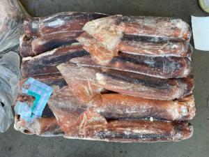 China BQF 200G 300G Whole Round Fresh Frozen Illex Squid wholesale