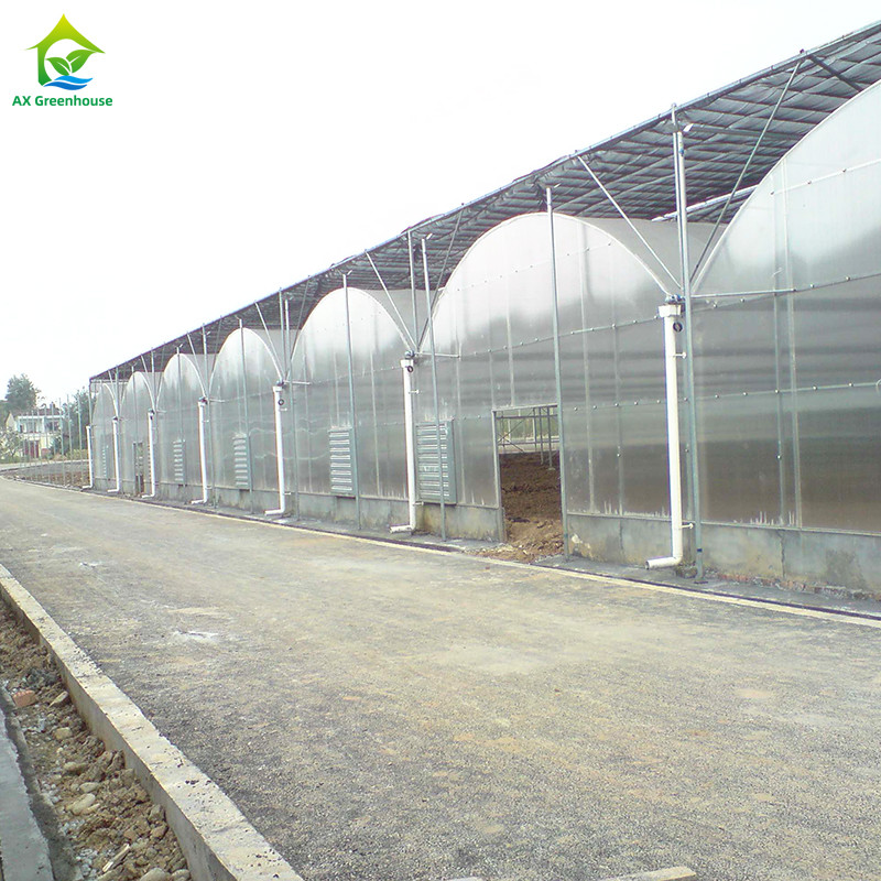 30*10m Poly Tunnel Galvanized Frame Multi-span Agricultural Greenhouse For Tomato