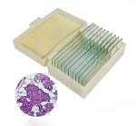 Plant Meiosis Prepared OEM Biology Microscope Slides Set 12 Pieces