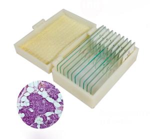 China Plant Meiosis Prepared OEM Biology Microscope Slides Set 12 Pieces wholesale