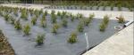 Ground Cover Non Woven Weed Control Fabric , Non Woven Synthetic Fabric