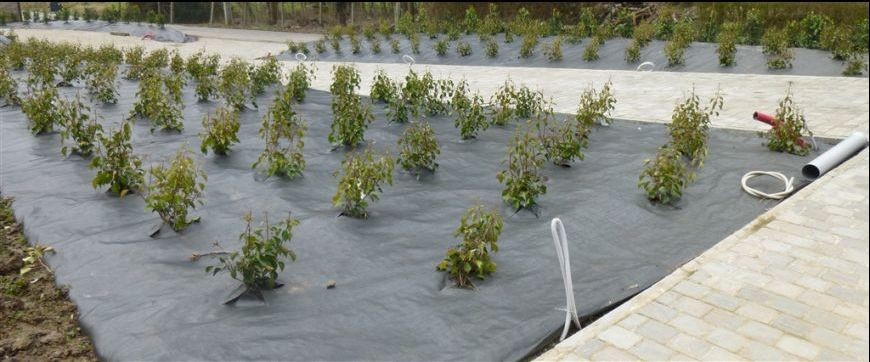 Weed killer Agriculture Non Woven Fabric Plant / Ground Cover Breathable Anti Frost
