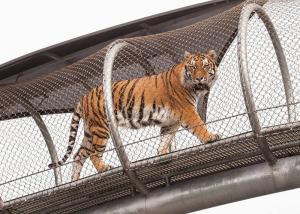 China High - Strength Stainless Steel Wire Rope Mesh Fence For Animal Cages wholesale