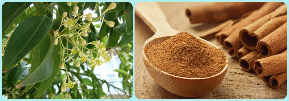 Supercritical CO2 Extraction Cinnamon Oleoresin