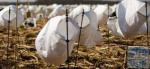 snow goose wind sock decoys, OEM tyvek decoys head