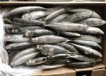 100% Net Weight Bulk BQF 70g 80g Frozen Mackerel Bait