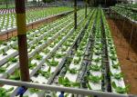 High Density NFT Hydroponics System Fast Harvest Cycle Automatic Control