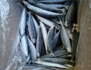 China Bulk Individual Quick Frozen Pacific Round Scad wholesale