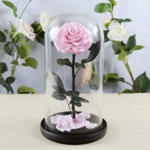 China Real Natural Fresh Big Rose Preserved Flower Preserved Everlasting Real Roses in Glass Dome for Sale wholesale