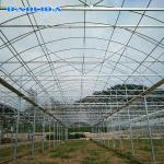 Steel Structure Polythene Grow Tunnel For Tomato And Cucumber