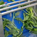 Tengsheng Fruit And Vegetable Washing Machine Pests Eliminating Saint Dragon