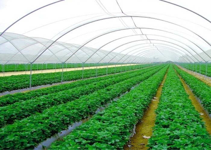 Transparent Insect Mesh Netting 20 Mesh Cabbage Root Fly Net ISO9001 Listed