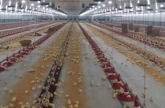 Poultry Farm Auto 380V Chicken House Equipment