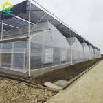 Commercial Customized Multi Span Agricultural Film Poly Tunnel Vegetable