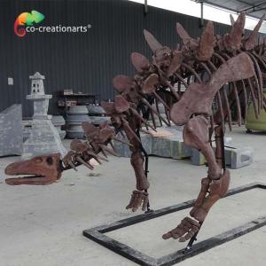 China ISO Zigong Real Size Dinosaur Skeleton Replica For Museum Exhibition wholesale