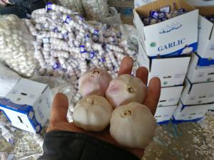 China Garlic to Senegal wholesale