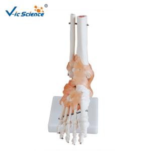 China Life - Size Anatomically Correct Skeleton Foot Joint And Hand Models wholesale