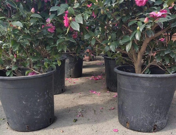 Pergola Hard Plastic 2 Gallon Plant Pots 21cm Height Outdoor Planter