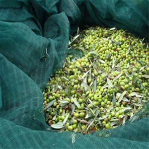 China HDPE Olive Net (Harvesting Net) wholesale