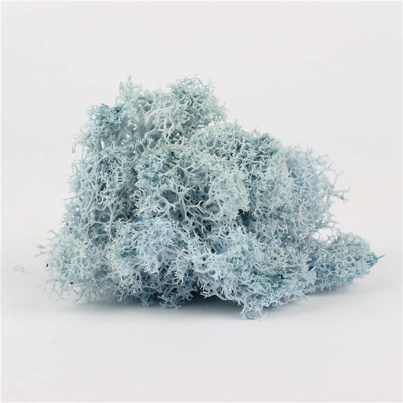 Luxury Home Preserved Natural Moss For All Year Occasions Decoration