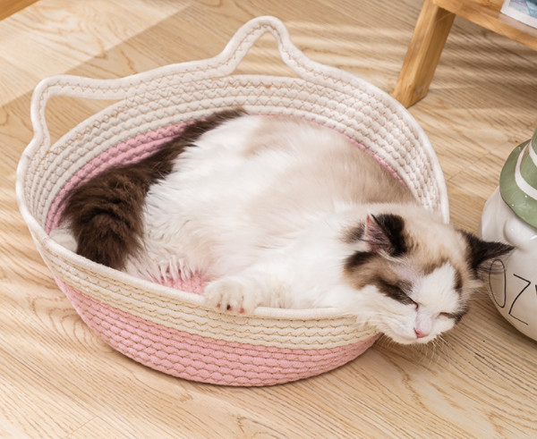 cat grass bed