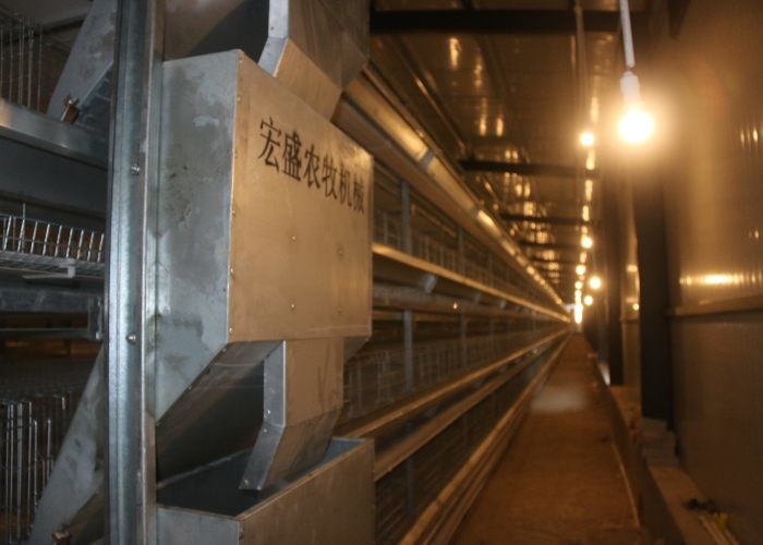 Eco - Friendly Layer Poultry Farming Equipment Low Noise Customized Size