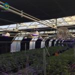Mushroom Polythene Film 30m Automated Blackout Greenhouse