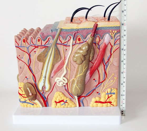 Medical Anatomy Human Skin Model For Science Classroom Study Display Teaching