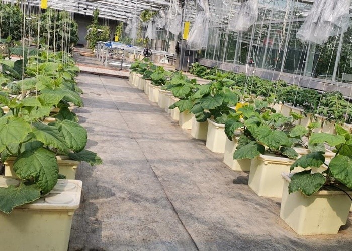 Pp Soilless Hydroponic System Medium 30x25x23cm Beige Dutch Bucket Growing Tomatoes Cucumber Zucchini