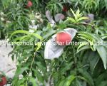 Biodegradable Fabric Fruit Protection Bags